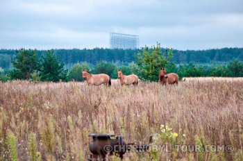 Deux-, trois-, quatre-, cinq- et sept jours de visite dans la zone de Tchernobyl et la ville de Pripyat
